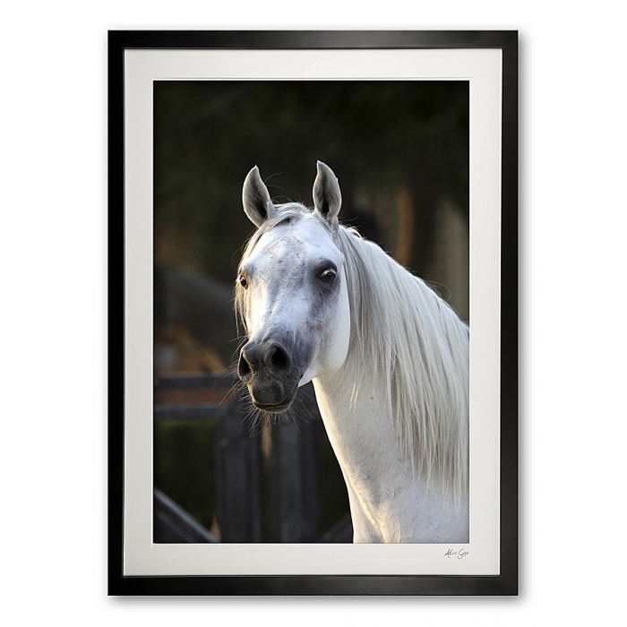 047_n__arabian_prince_v_img_9977_framed