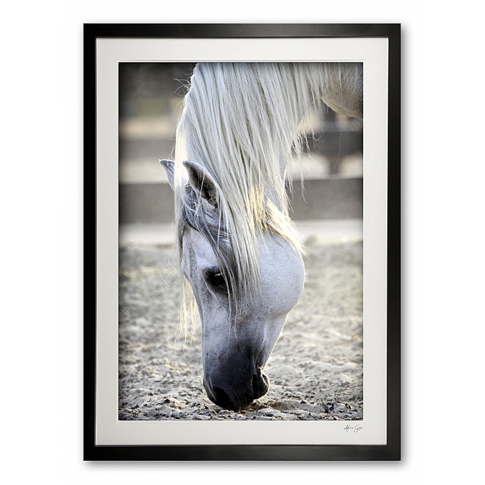 047_o__arabian_stallion_detail_iii_img_9587_framed