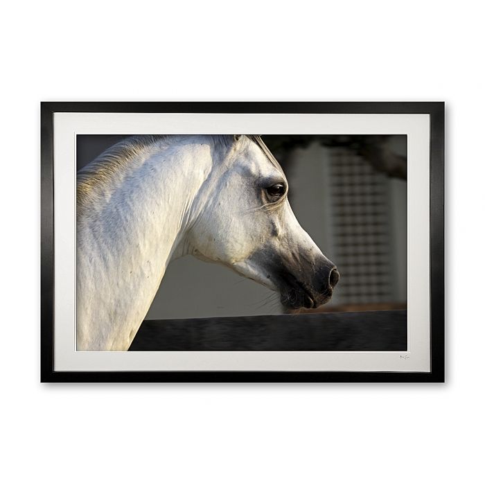 047_p_arabian_detail_iii_framed