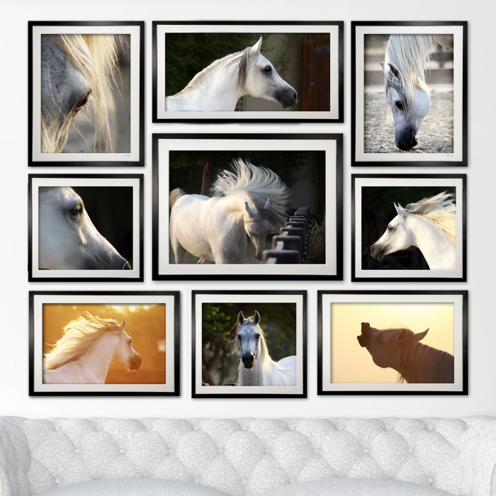 collection_2_-_arab_stallion_2000px_x_2000px