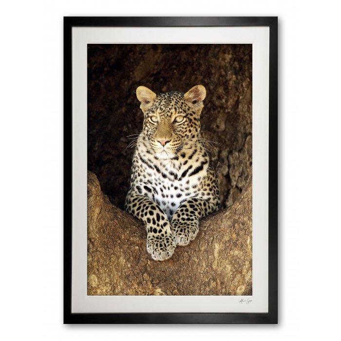 06_a__female_leopard_special_edition_of_25_frame