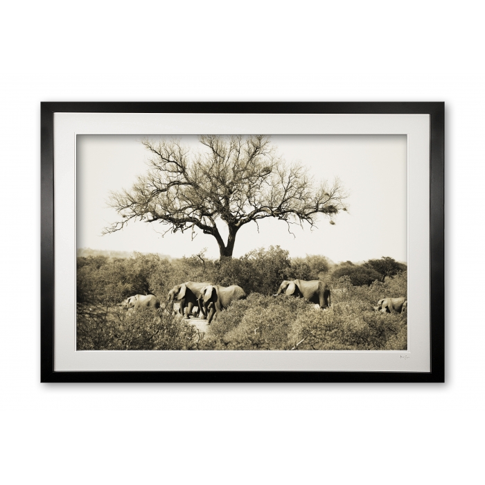 09__elephants_of_limpopo_sepia_limited_edition_of_25_in_54x36inch_fine_art_paper__no_1_sold_framed