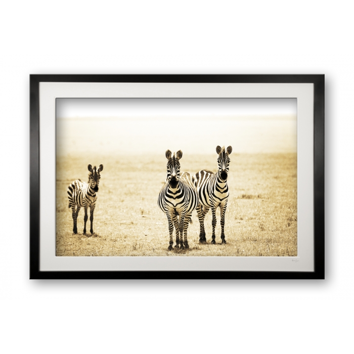 00015_zebra_family_black_cubix_special_edition_of_25_framed