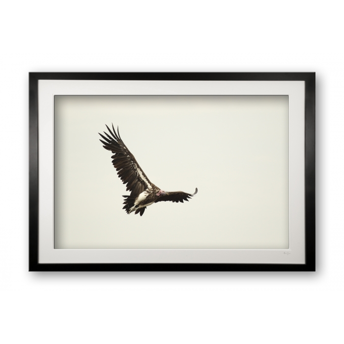 00023_african_vulture_cubix_frame