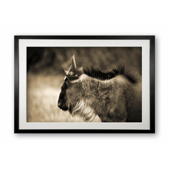 00029_young_wilderbeest_cubix_frame
