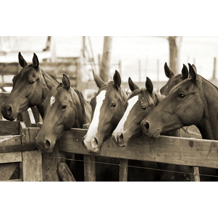 'Young Polo Ponies II'