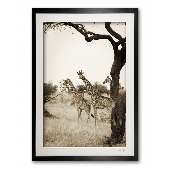 00066__giraffes_ii_e56g9982_sepia_framed