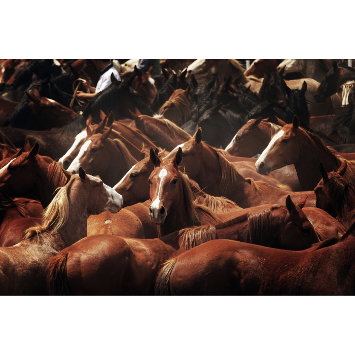 109_a__sea_of_horses_in_colour_e56g6974_special_edition-export_1792862972